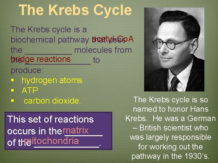 The Krebs Cycle The Krebs cycle is a acetyl-Co. A biochemical pathway that uses