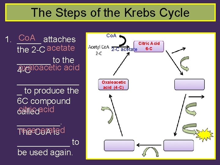 The Steps of the Krebs Cycle Co. A 1. _____ attaches the 2 -C