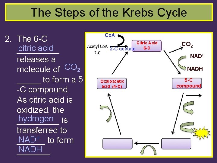 The Steps of the Krebs Cycle 2. The 6 -C citric acid _____ releases