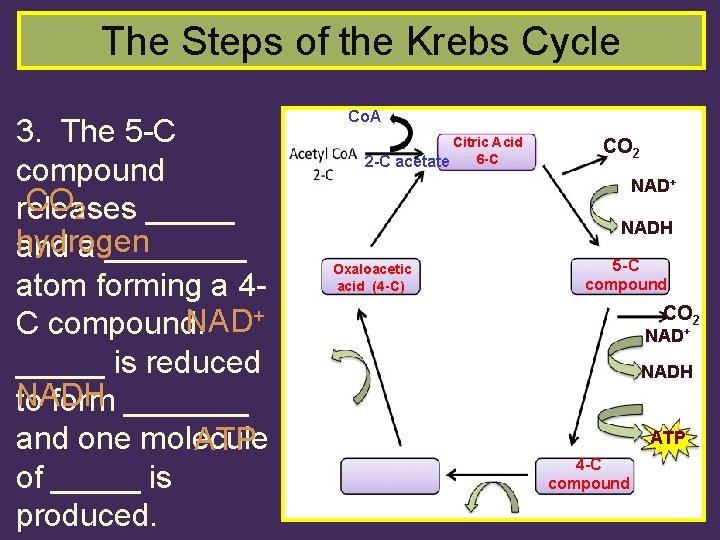 The Steps of the Krebs Cycle 3. The 5 -C compound CO 2 releases