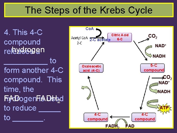 The Steps of the Krebs Cycle 4. This 4 -C compound hydrogen releases a