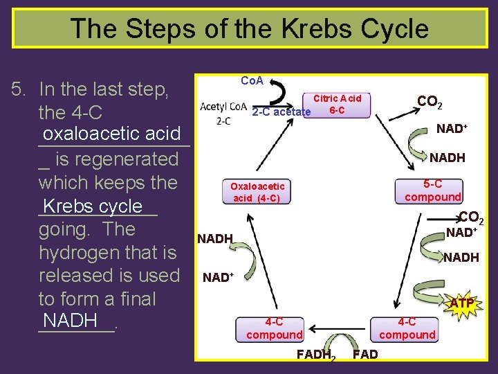 The Steps of the Krebs Cycle 5. In the last step, the 4 -C