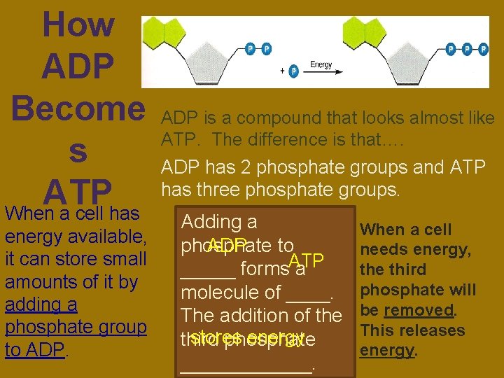 How ADP Become s ATP When a cell has energy available, it can store