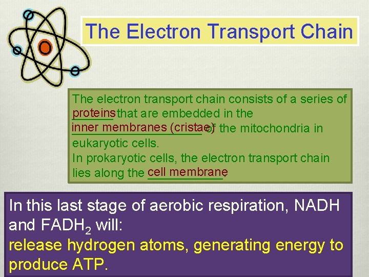 The Electron Transport Chain The electron transport chain consists of a series of proteins