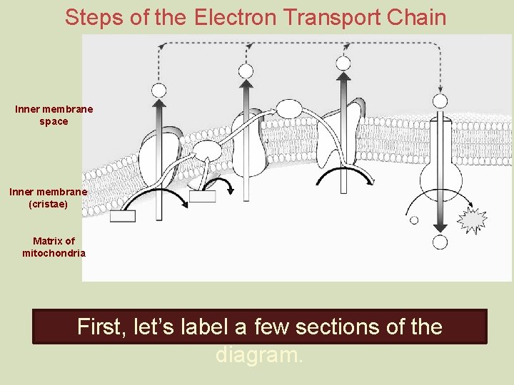 Steps of the Electron Transport Chain Inner membrane space Inner membrane (cristae) Matrix of