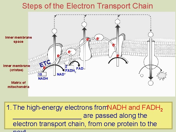 Steps of the Electron Transport Chain Inner membrane space e- e. Inner membrane (cristae)