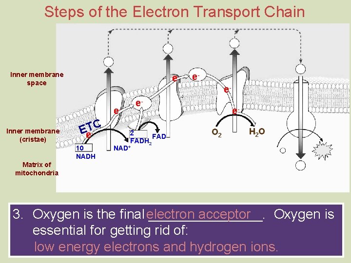 Steps of the Electron Transport Chain Inner membrane space e- e. Inner membrane (cristae)