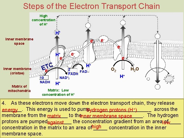 Steps of the Electron Transport Chain High concentration of H+ H+ Inner membrane space