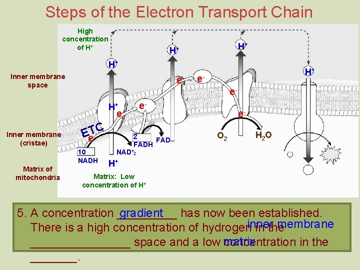 Steps of the Electron Transport Chain High concentration of H+ H+ Inner membrane space