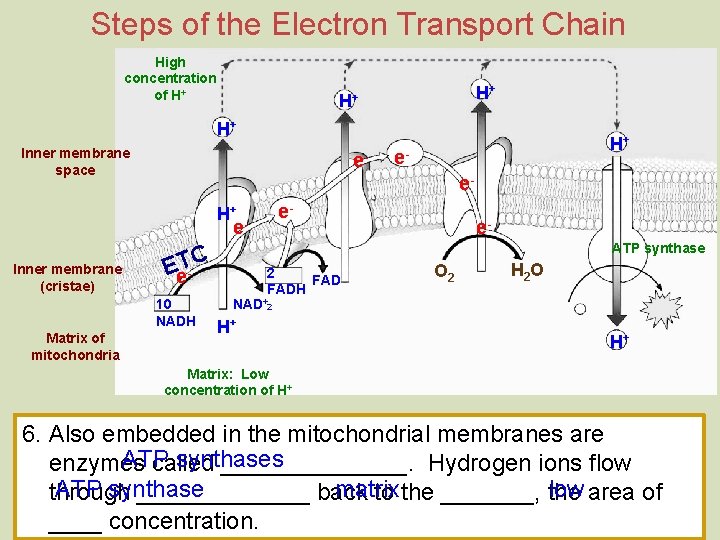 Steps of the Electron Transport Chain High concentration of H+ H+ Inner membrane space