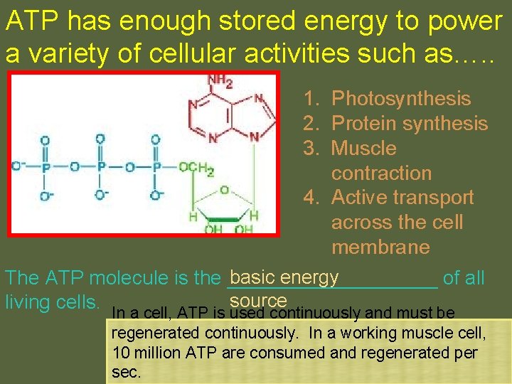 ATP has enough stored energy to power a variety of cellular activities such as….