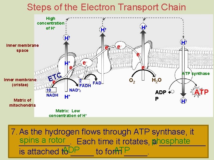 Steps of the Electron Transport Chain High concentration of H+ H+ Inner membrane space