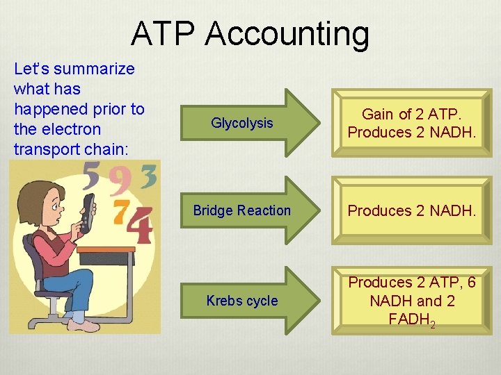 ATP Accounting Let’s summarize what has happened prior to the electron transport chain: Glycolysis