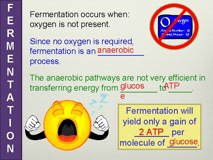 F E R M E N T A T I O N Fermentation occurs