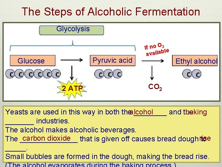 The Steps of Alcoholic Fermentation Glycolysis Pyruvic acid Glucose 2 ATP If no O