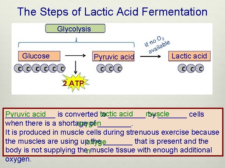 The Steps of Lactic Acid Fermentation Glycolysis Glucose Pyruvic acid Lactic acid 2 ATP