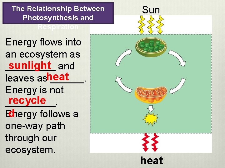 The Relationship Between Photosynthesis and Respiration Energy flows into an ecosystem as sunlight _____