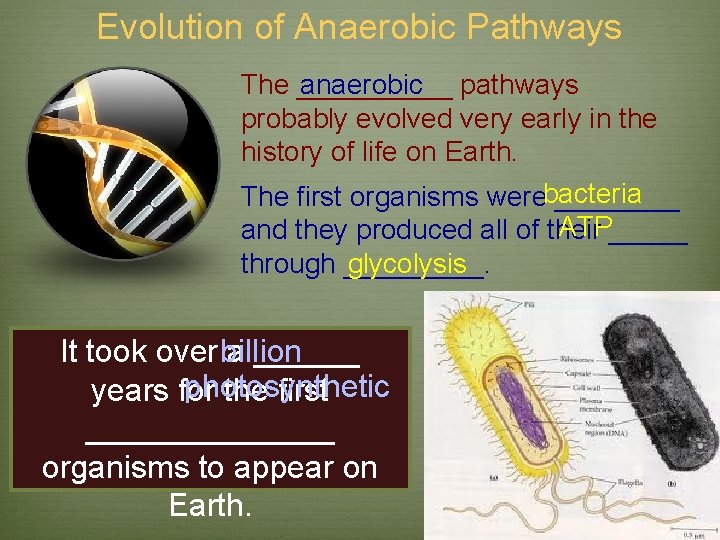 Evolution of Anaerobic Pathways anaerobic The _____ pathways probably evolved very early in the