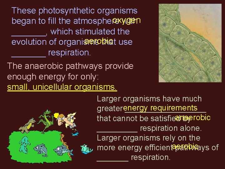 These photosynthetic organisms oxygen began to fill the atmosphere with _______, which stimulated the