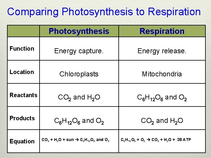 Comparing Photosynthesis to Respiration Photosynthesis Respiration Function Energy capture. Energy release. Location Chloroplasts Mitochondria