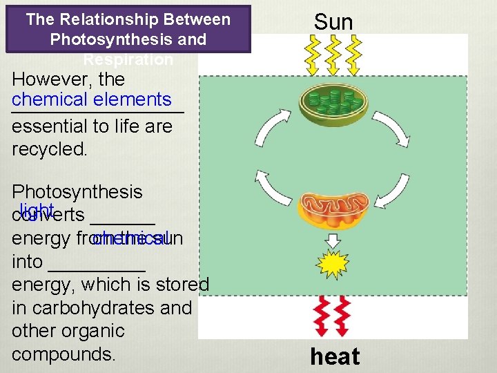 The Relationship Between Photosynthesis and Respiration Sun However, the chemical elements ________ essential to