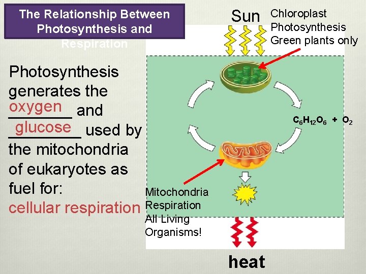 The Relationship Between Photosynthesis and Respiration Sun Photosynthesis generates the oxygen _______ and glucose