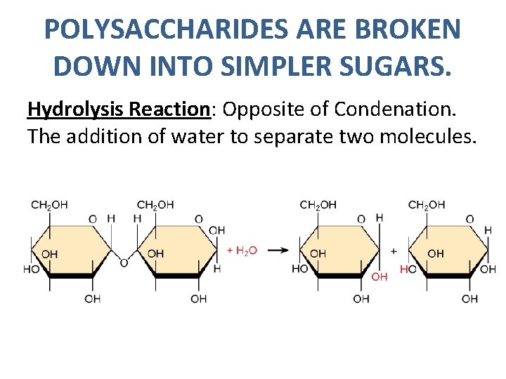 POLYSACCHARIDES ARE BROKEN DOWN INTO SIMPLER SUGARS. Hydrolysis Reaction: Opposite of Condenation. The addition POLYSACCHARIDES ARE BROKEN DOWN INTO SIMPLER SUGARS. Hydrolysis Reaction: Opposite of Condenation. The addition