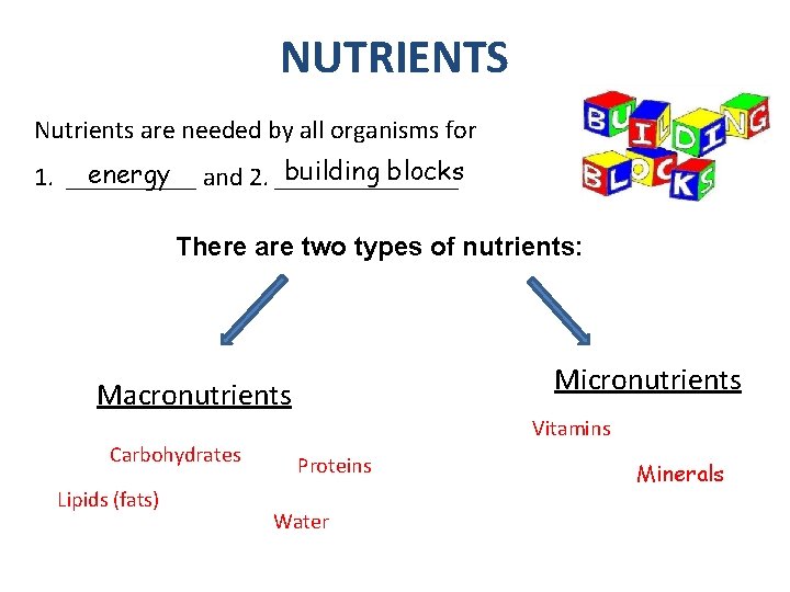 NUTRIENTS Nutrients are needed by all organisms for building blocks energy and 2. _______ NUTRIENTS Nutrients are needed by all organisms for building blocks energy and 2. _______