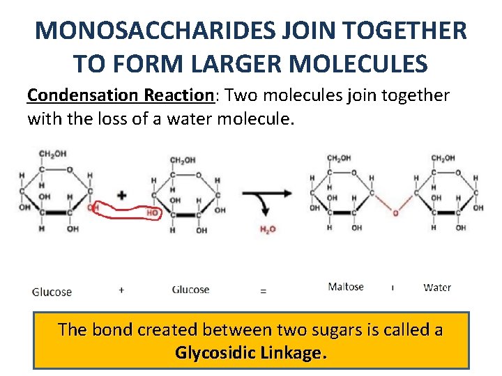 MONOSACCHARIDES JOIN TOGETHER TO FORM LARGER MOLECULES Condensation Reaction: Two molecules join together with MONOSACCHARIDES JOIN TOGETHER TO FORM LARGER MOLECULES Condensation Reaction: Two molecules join together with