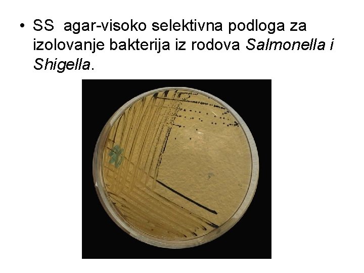 • SS agar-visoko selektivna podloga za izolovanje bakterija iz rodova Salmonella i Shigella. • SS agar-visoko selektivna podloga za izolovanje bakterija iz rodova Salmonella i Shigella.
