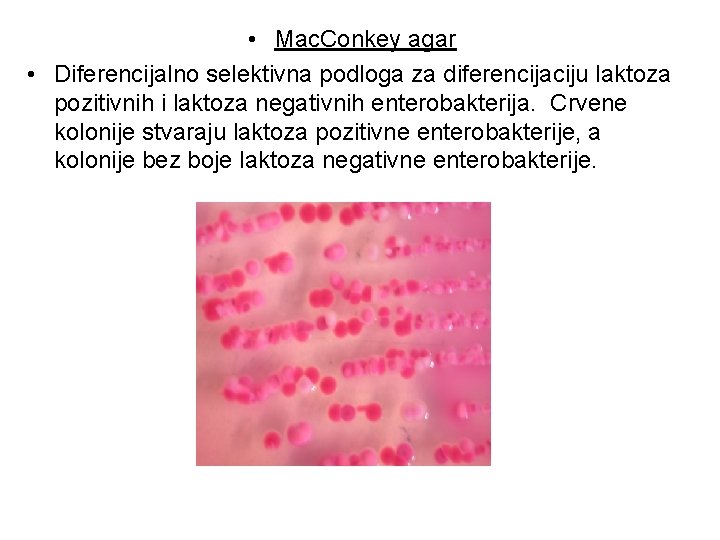 • Mac. Conkey agar • Diferencijalno selektivna podloga za diferencijaciju laktoza pozitivnih i • Mac. Conkey agar • Diferencijalno selektivna podloga za diferencijaciju laktoza pozitivnih i
