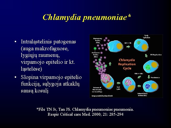 Chlamydia pneumoniae* • Intraląstelinis patogenas (auga makrofaguose, lygiųjų raumenų, virpamojo epitelio ir kt. ląstelėse)