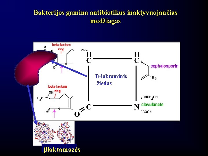 Bakterijos gamina antibiotikus inaktyvuojančias medžiagas Β-laktaminis žiedas βlaktamazės 