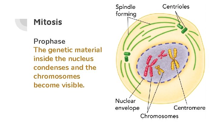 Mitosis Prophase The genetic material inside the nucleus condenses and the chromosomes become visible.