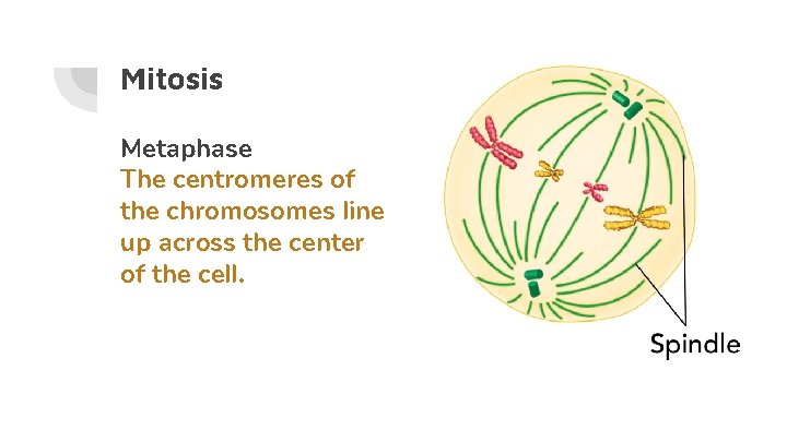 Mitosis Metaphase The centromeres of the chromosomes line up across the center of the