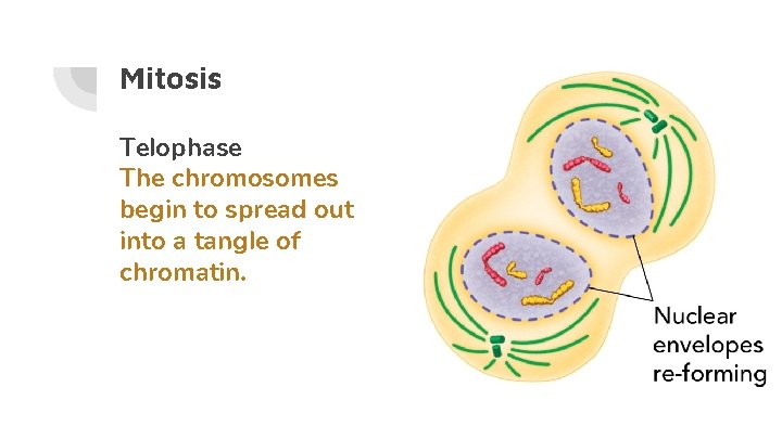 Mitosis Telophase The chromosomes begin to spread out into a tangle of chromatin. 