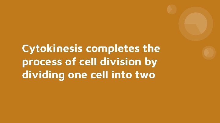 Cytokinesis completes the process of cell division by dividing one cell into two 