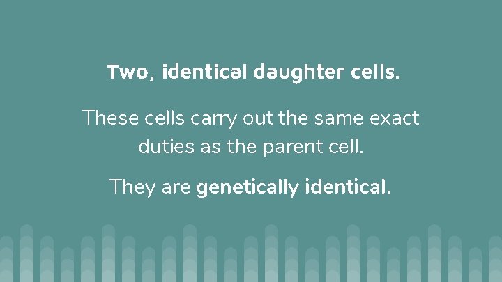 Two, identical daughter cells. These cells carry out the same exact duties as the