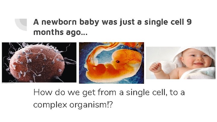 A newborn baby was just a single cell 9 months ago. . . How