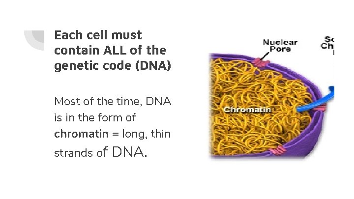 Each cell must contain ALL of the genetic code (DNA) Most of the time,