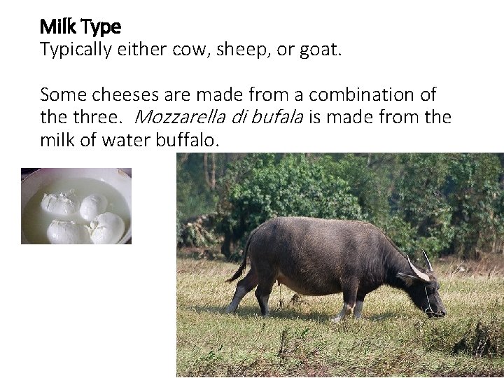 Milk Type Typically either cow, sheep, or goat. Some cheeses are made from a