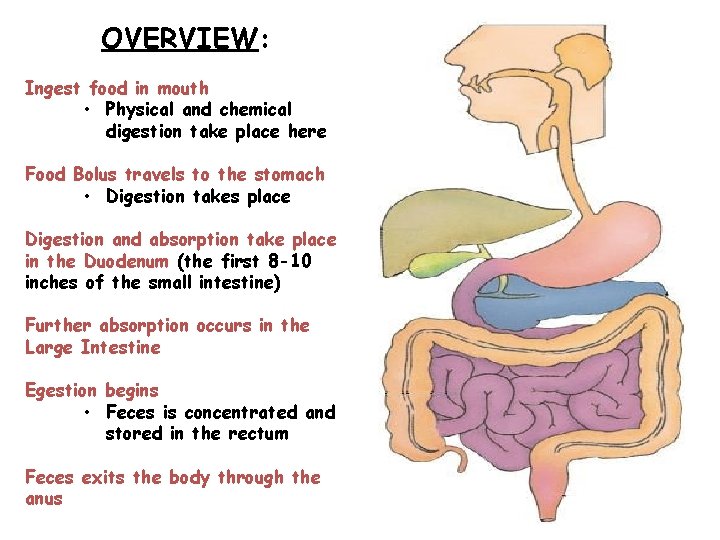 OVERVIEW: Ingest food in mouth • Physical and chemical digestion take place here Food