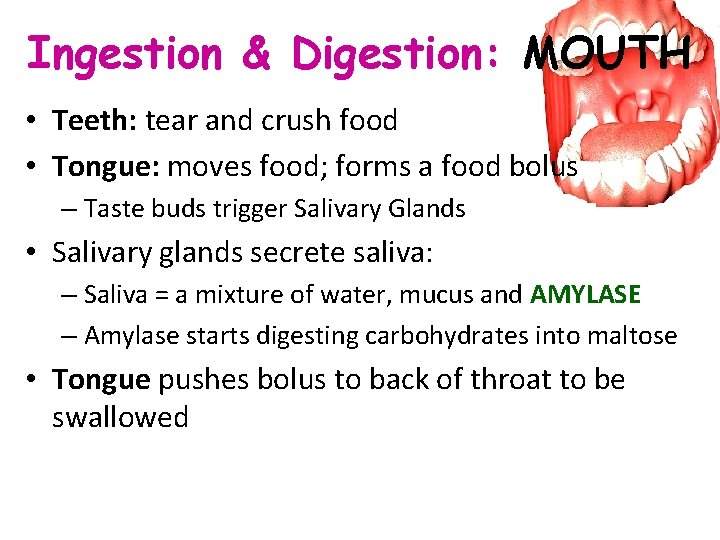 Ingestion & Digestion: MOUTH • Teeth: tear and crush food • Tongue: moves food;