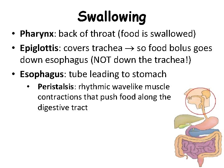 Swallowing • Pharynx: back of throat (food is swallowed) • Epiglottis: covers trachea so