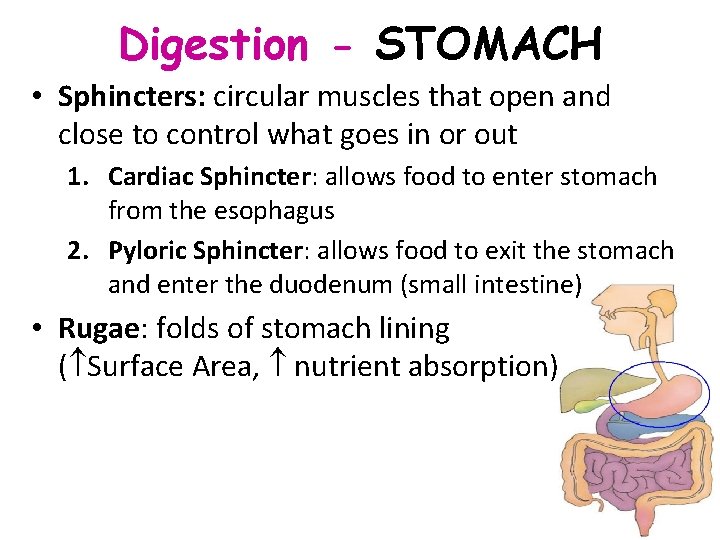 Digestion - STOMACH • Sphincters: circular muscles that open and close to control what