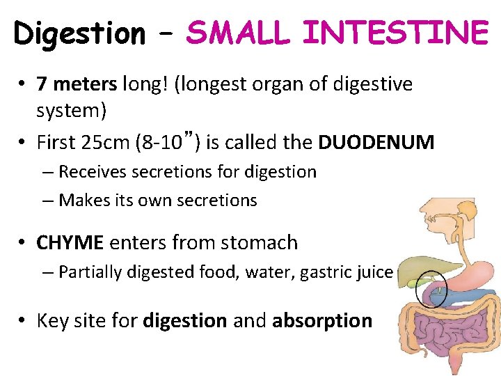 Digestion – SMALL INTESTINE • 7 meters long! (longest organ of digestive system) •