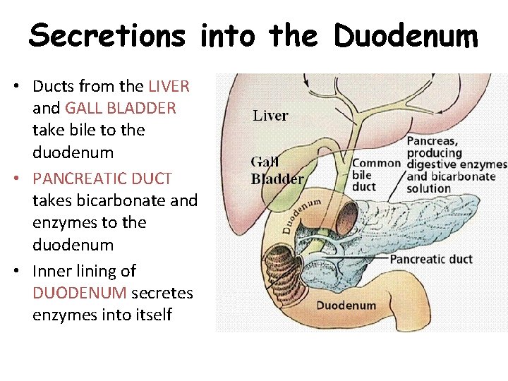 Secretions into the Duodenum • Ducts from the LIVER and GALL BLADDER take bile