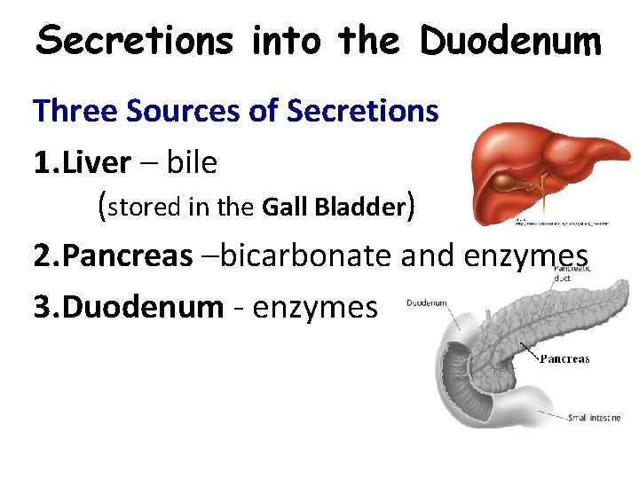 Secretions into the Duodenum Three Sources of Secretions 1. Liver – bile (stored in