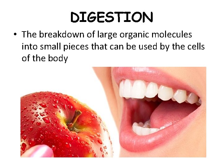 DIGESTION • The breakdown of large organic molecules into small pieces that can be