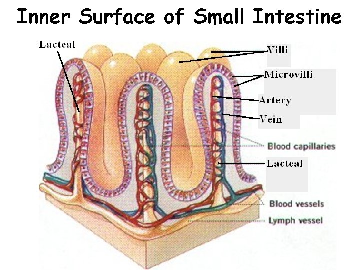 Inner Surface of Small Intestine 